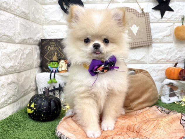 兵庫県のハーフ犬・ミックス犬 (ワンキャラット アミーゴ姫路花田店/2026年6月29日生まれ/男の子/クリーム)の子犬の4枚目の画像