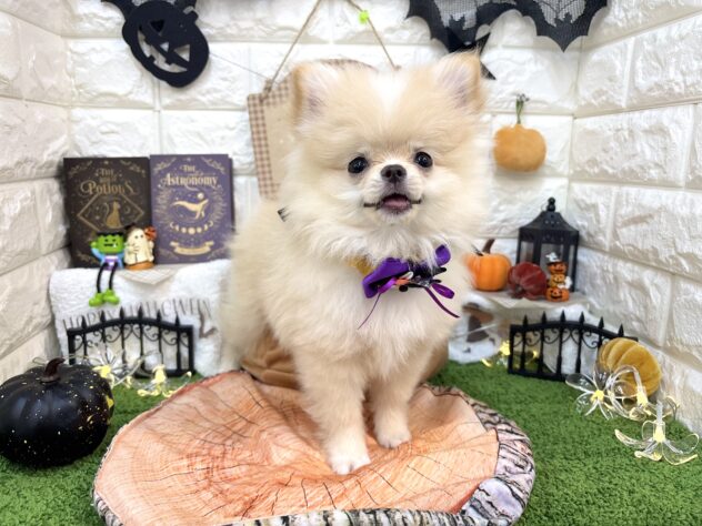 兵庫県のハーフ犬・ミックス犬 (ワンキャラット アミーゴ姫路花田店/2026年6月29日生まれ/男の子/クリーム)の子犬の3枚目の画像
