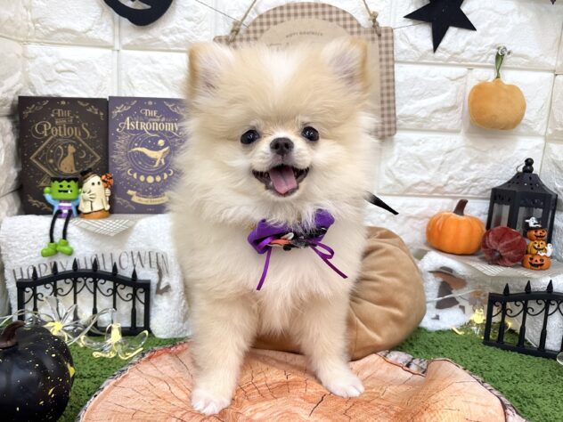 兵庫県のハーフ犬・ミックス犬 (ワンキャラット アミーゴ姫路花田店/2026年6月29日生まれ/男の子/クリーム)の子犬の2枚目の画像