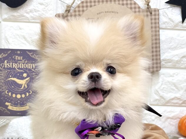 兵庫県のハーフ犬・ミックス犬 (ワンキャラット アミーゴ姫路花田店/2026年6月29日生まれ/男の子/クリーム)の子犬の1枚目の画像