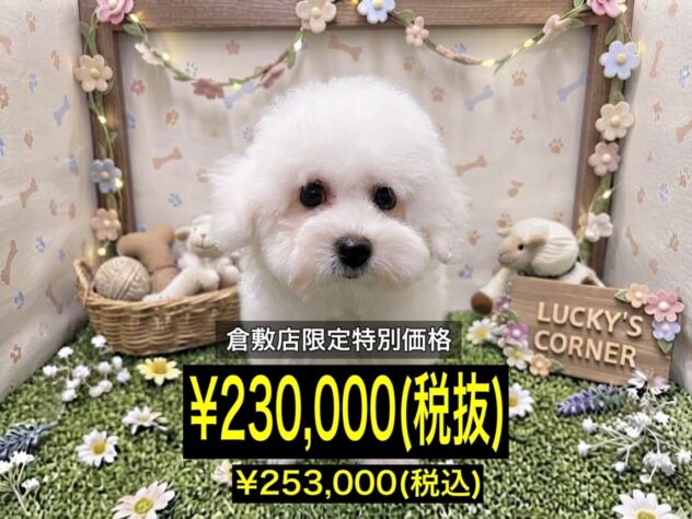 岡山県のビションフリーゼ (アミーゴ倉敷店/2026年6月6日生まれ/女の子/ホワイト)の子犬