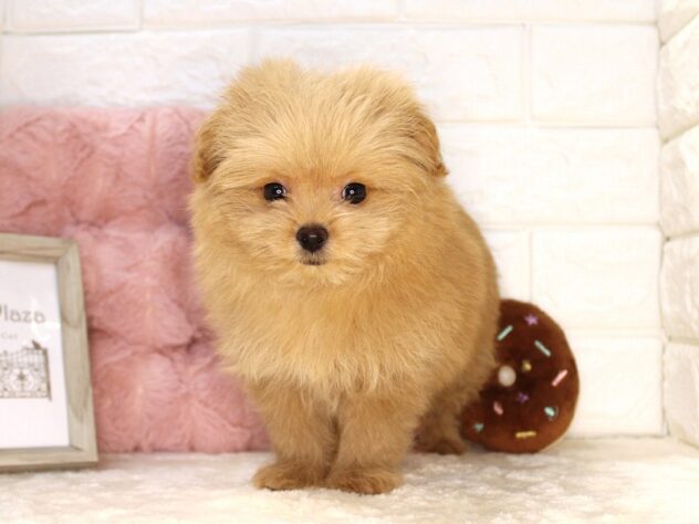 兵庫県のハーフ犬・ミックス犬 (ペット・プラザ アミーゴ尼崎昭和通店/2026年6月8日生まれ/女の子/レッドフォーン)の子犬の4枚目の画像