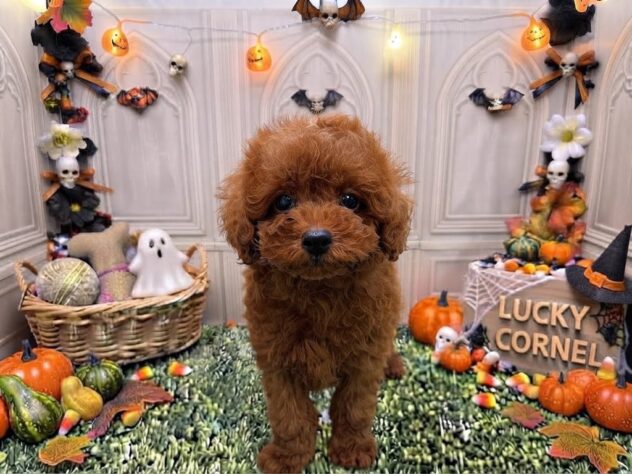 岡山県のトイプードル(トイ) (アミーゴ倉敷店/2026年7月25日生まれ/男の子/レッドフォーン)の子犬