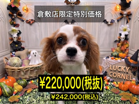 岡山県のキャバリアキングチャールズスパニエル (アミーゴ倉敷店/2026年6月18日生まれ/女の子/ブレンハイム)の子犬