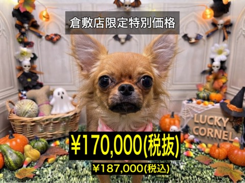 岡山県のチワワ(ロング) (アミーゴ倉敷店/2026年5月4日生まれ/女の子/フォーン)の子犬
