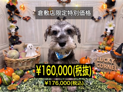 岡山県のミニチュアシュナウザー (アミーゴ倉敷店/2026年6月17日生まれ/男の子/ソルトペッパー)の子犬
