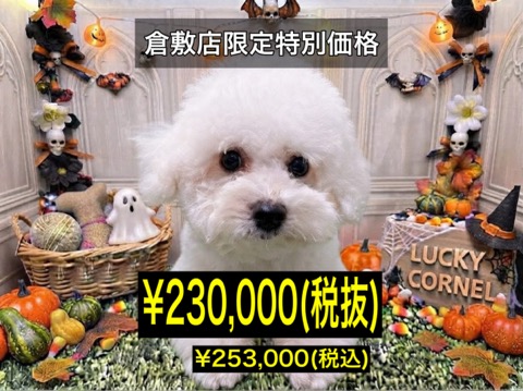 岡山県のビションフリーゼ (アミーゴ倉敷店/2026年6月6日生まれ/女の子/ホワイト)の子犬