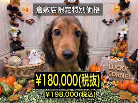 岡山県のミニチュアダックスフンド(ロング) (アミーゴ倉敷店/2026年7月10日生まれ/男の子/レッド)の子犬