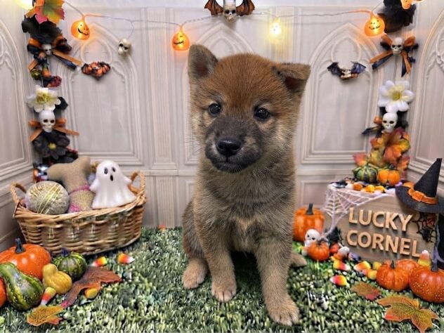 岡山県の柴犬(標準サイズ) (アミーゴ倉敷店/2026年8月9日生まれ/男の子/赤)の子犬