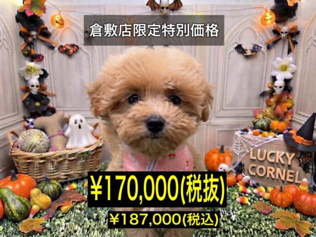 岡山県のハーフ犬・ミックス犬 (アミーゴ倉敷店/2026年7月23日生まれ/女の子/クリーム)の子犬