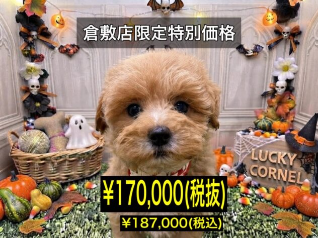 岡山県のハーフ犬・ミックス犬 (アミーゴ倉敷店/2026年7月23日生まれ/女の子/クリーム)の子犬