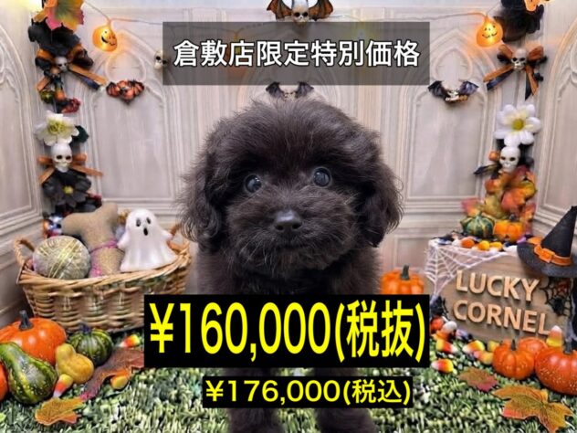 岡山県のハーフ犬・ミックス犬 (アミーゴ倉敷店/2026年8月3日生まれ/女の子/ブラック)の子犬