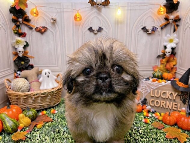 岡山県のハーフ犬・ミックス犬 (アミーゴ倉敷店/2026年8月16日生まれ/男の子/フォーン)の子犬