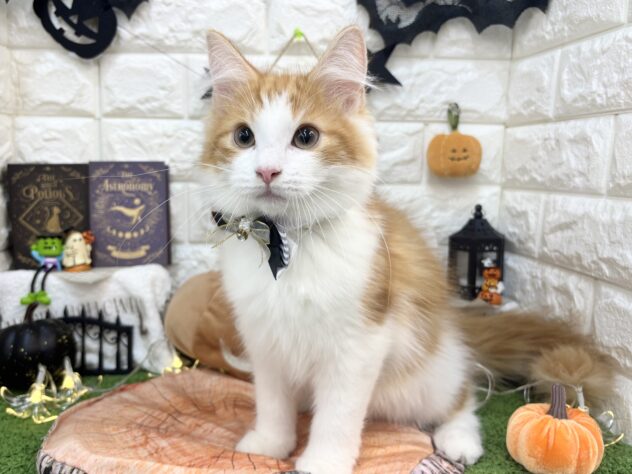 兵庫県のノルウェージャンフォレストキャット (ワンキャラット アミーゴ姫路花田店/2026年6月19日生まれ/男の子/レッドタビーホワイト)の子猫の3枚目の画像