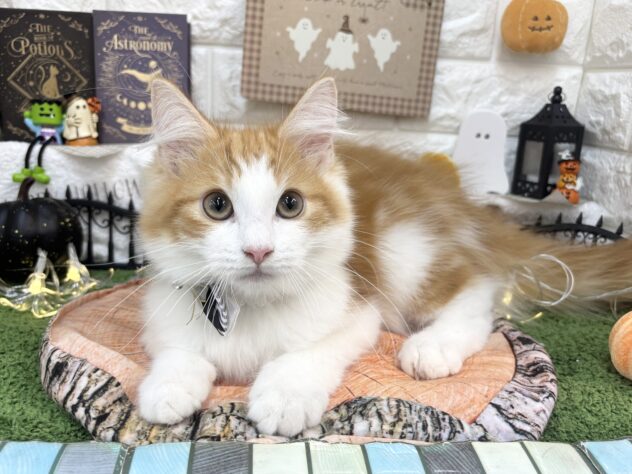 兵庫県のノルウェージャンフォレストキャット (ワンキャラット アミーゴ姫路花田店/2026年6月19日生まれ/男の子/レッドタビーホワイト)の子猫の2枚目の画像