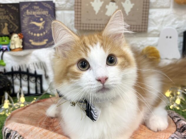 兵庫県のノルウェージャンフォレストキャット (ワンキャラット アミーゴ姫路花田店/2026年6月19日生まれ/男の子/レッドタビーホワイト)の子猫の1枚目の画像