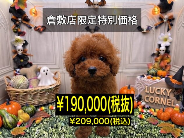 岡山県のトイプードル(トイ) (アミーゴ倉敷店/2026年7月25日生まれ/男の子/レッドフォーン)の子犬