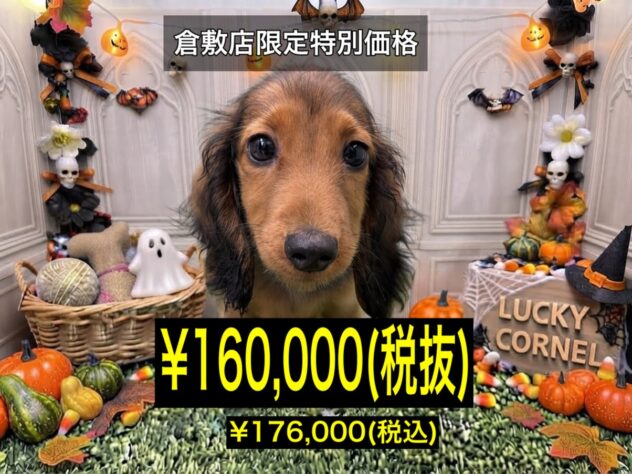 岡山県のミニチュアダックスフンド(ロング) (アミーゴ倉敷店/2026年7月10日生まれ/男の子/レッド)の子犬