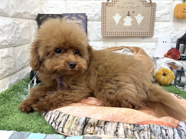 兵庫県のトイプードル(トイ) (ワンキャラット アミーゴ姫路花田店/2026年7月10日生まれ/男の子/レッドフォーン)の子犬の3枚目の画像