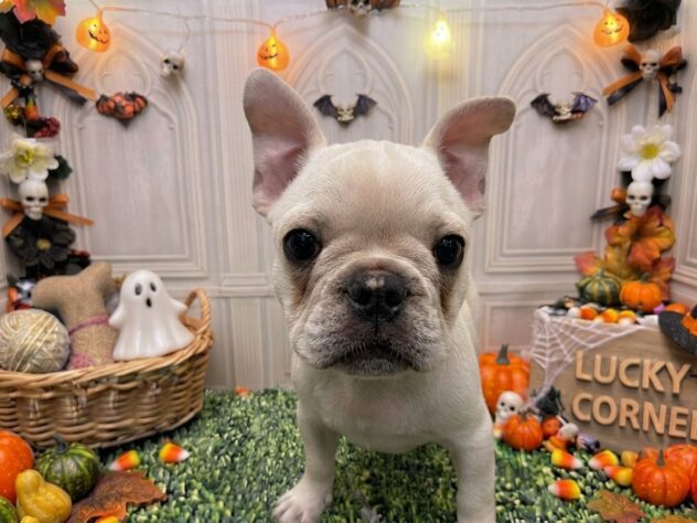 岡山県のフレンチブルドッグ (アミーゴ倉敷店/2026年8月18日生まれ/男の子/クリーム)の子犬