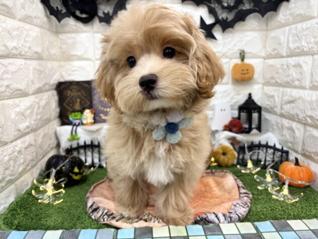 兵庫県のハーフ犬・ミックス犬 (ワンキャラット アミーゴ姫路花田店/2026年7月13日生まれ/男の子/クリーム)の子犬の2枚目の画像
