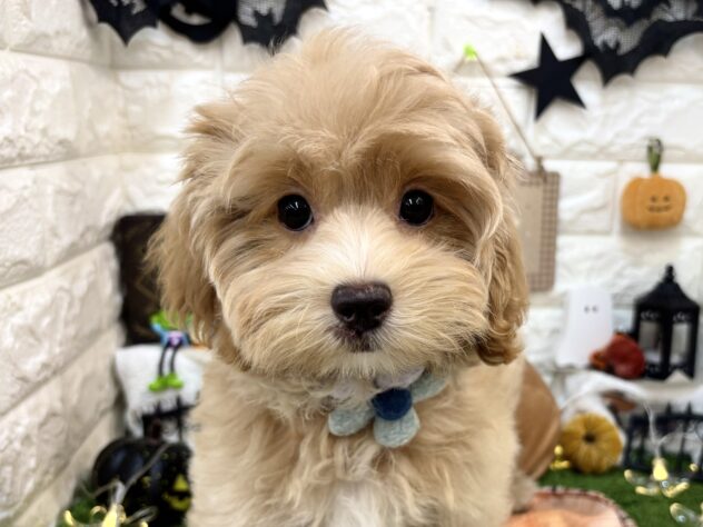 兵庫県のハーフ犬・ミックス犬 (ワンキャラット アミーゴ姫路花田店/2026年7月13日生まれ/男の子/クリーム)の子犬の1枚目の画像