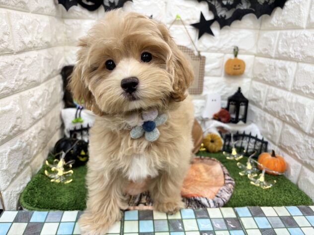 兵庫県のハーフ犬・ミックス犬 (ワンキャラット アミーゴ姫路花田店/2026年7月13日生まれ/男の子/クリーム)の子犬の3枚目の画像