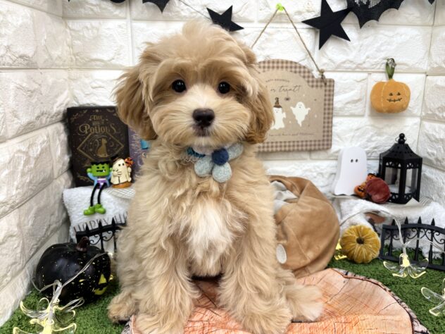 兵庫県のハーフ犬・ミックス犬 (ワンキャラット アミーゴ姫路花田店/2026年7月13日生まれ/男の子/クリーム)の子犬の4枚目の画像