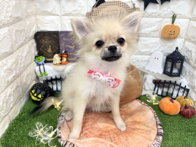 兵庫県のハーフ犬・ミックス犬 (ワンキャラット アミーゴ姫路花田店/2026年5月30日生まれ/女の子/シルバー)の子犬の2枚目の画像