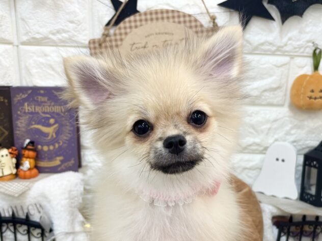 兵庫県のハーフ犬・ミックス犬 (ワンキャラット アミーゴ姫路花田店/2026年5月30日生まれ/女の子/シルバー)の子犬の1枚目の画像