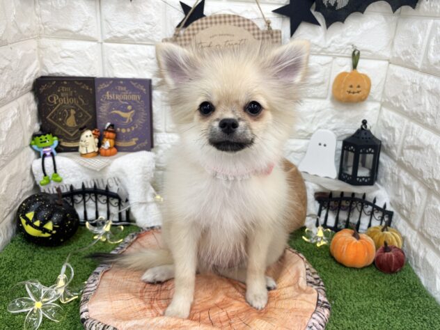兵庫県のハーフ犬・ミックス犬 (ワンキャラット アミーゴ姫路花田店/2026年5月30日生まれ/女の子/シルバー)の子犬の4枚目の画像