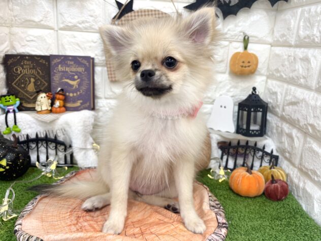 兵庫県のハーフ犬・ミックス犬 (ワンキャラット アミーゴ姫路花田店/2026年5月30日生まれ/女の子/シルバー)の子犬の3枚目の画像