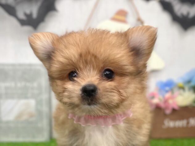 2026年8月19日生まれのハーフ犬・ミックス犬
