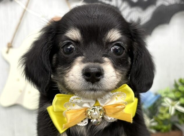 2026年8月19日生まれのハーフ犬・ミックス犬