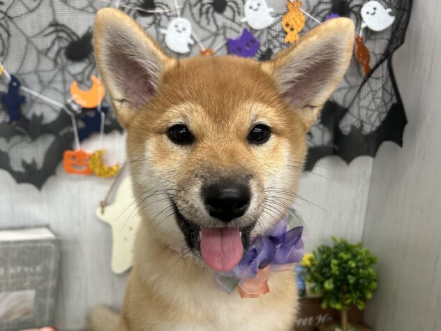 香川県の柴犬(標準サイズ) (ワンキャラット アミーゴ高松店/2026年7月4日生まれ/女の子/赤)の子犬の2枚目の画像