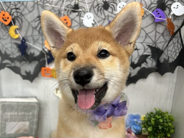 香川県の柴犬(標準サイズ) (ワンキャラット アミーゴ高松店/2026年7月4日生まれ/女の子/赤)の子犬の1枚目の画像