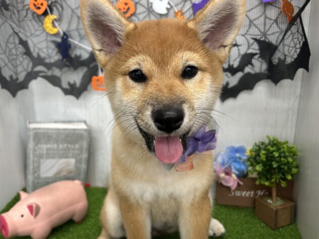 香川県の柴犬(標準サイズ) (ワンキャラット アミーゴ高松店/2026年7月4日生まれ/女の子/赤)の子犬の4枚目の画像