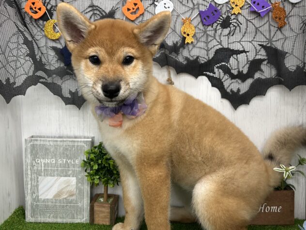 香川県の柴犬(標準サイズ) (ワンキャラット アミーゴ高松店/2026年7月4日生まれ/女の子/赤)の子犬の3枚目の画像