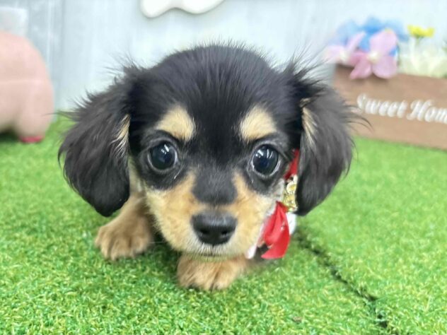 香川県のハーフ犬・ミックス犬 (ワンキャラット アミーゴ高松店/2026年8月29日生まれ/女の子/ブラックタン)の子犬の1枚目の画像