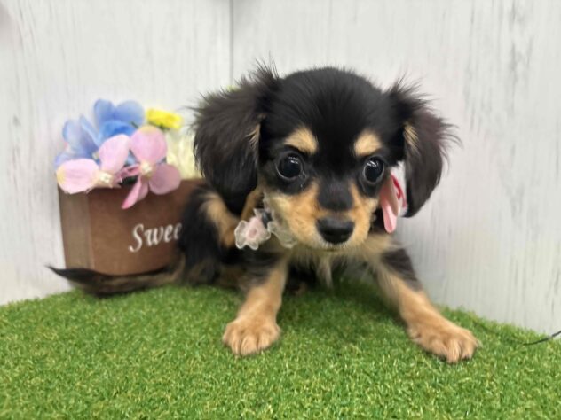 香川県のハーフ犬・ミックス犬 (ワンキャラット アミーゴ高松店/2026年8月29日生まれ/女の子/ブラックタン)の子犬の2枚目の画像