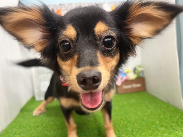 香川県のハーフ犬・ミックス犬 (ワンキャラット アミーゴ高松店/2026年3月28日生まれ/女の子/ブラックタン)の子犬の1枚目の画像