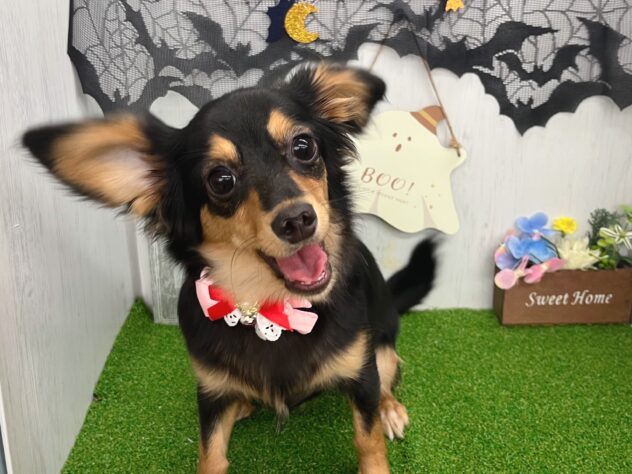 香川県のハーフ犬・ミックス犬 (ワンキャラット アミーゴ高松店/2026年3月28日生まれ/女の子/ブラックタン)の子犬の2枚目の画像