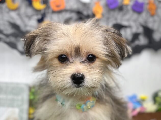 香川県のハーフ犬・ミックス犬 (ワンキャラット アミーゴ高松店/2026年5月30日生まれ/女の子/フォーン)の子犬の1枚目の画像