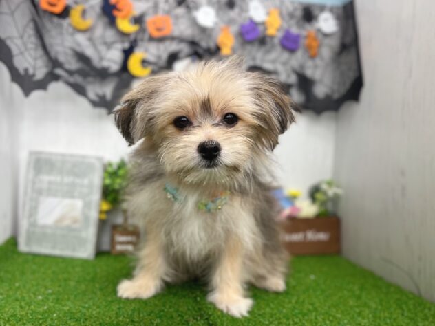 香川県のハーフ犬・ミックス犬 (ワンキャラット アミーゴ高松店/2026年5月30日生まれ/女の子/フォーン)の子犬の3枚目の画像