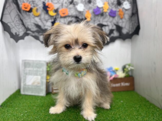 香川県のハーフ犬・ミックス犬 (ワンキャラット アミーゴ高松店/2026年5月30日生まれ/女の子/フォーン)の子犬の2枚目の画像