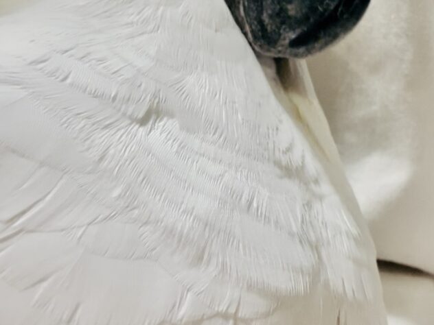 キュウタロウ