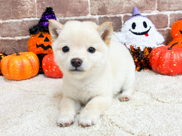 広島県の豆柴 (アミーゴ西条店/2026年8月3日生まれ/女の子/白)の子犬の1枚目の画像