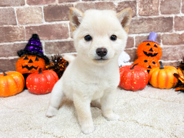 広島県の豆柴 (アミーゴ西条店/2026年8月3日生まれ/女の子/白)の子犬の2枚目の画像