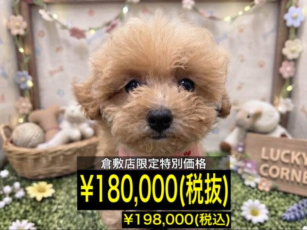 岡山県のハーフ犬・ミックス犬 (アミーゴ倉敷店/2026年7月23日生まれ/女の子/クリーム)の子犬