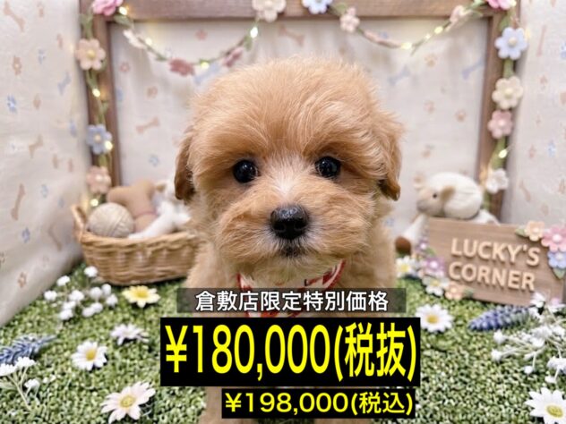 岡山県のハーフ犬・ミックス犬 (アミーゴ倉敷店/2026年7月23日生まれ/女の子/クリーム)の子犬